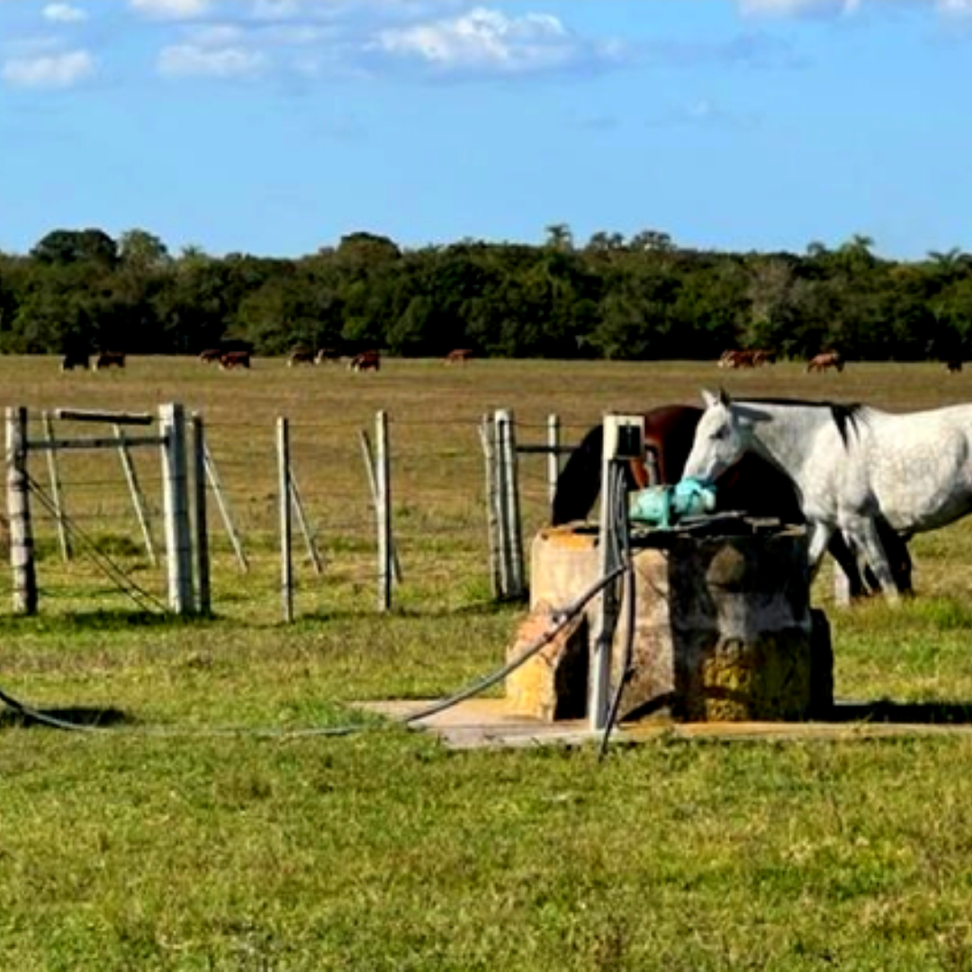 Campo Ganadero Arrocero